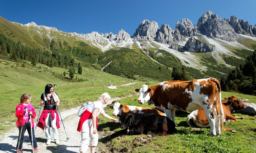 Kühe beim Wandern in den Alpen auf den Almweiden sehen